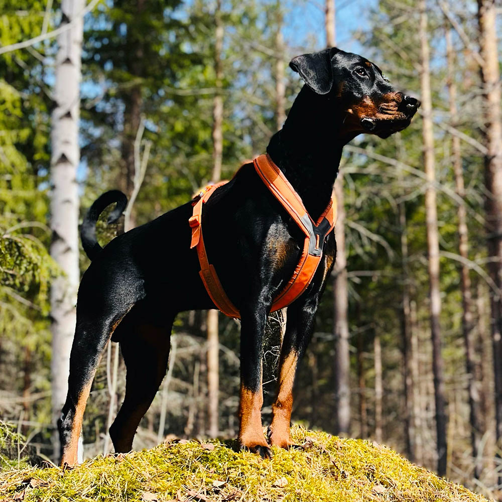 Skön y-sele till hund från Non-stop orange spårsele