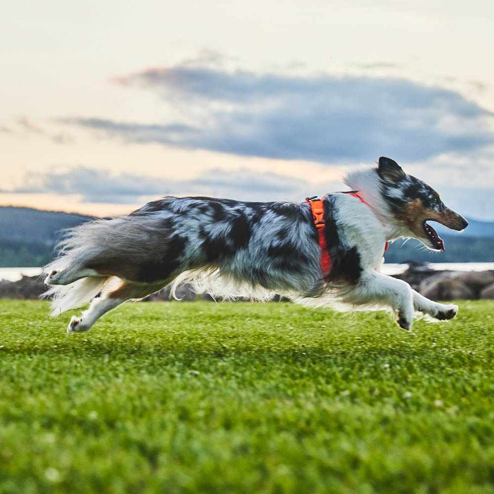 Orange hundsele till spår och vardag promenad 