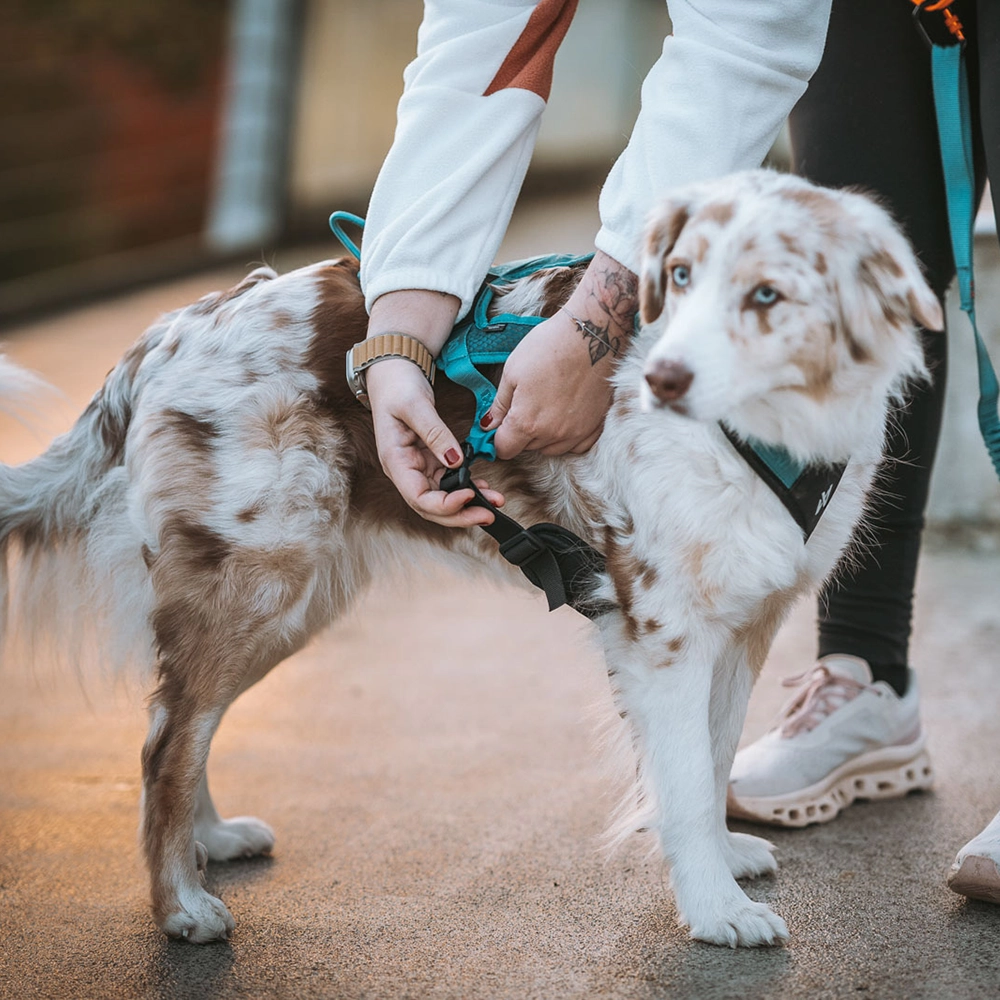 Kort dragsele till hund med bred hals Non-stop Rush harness