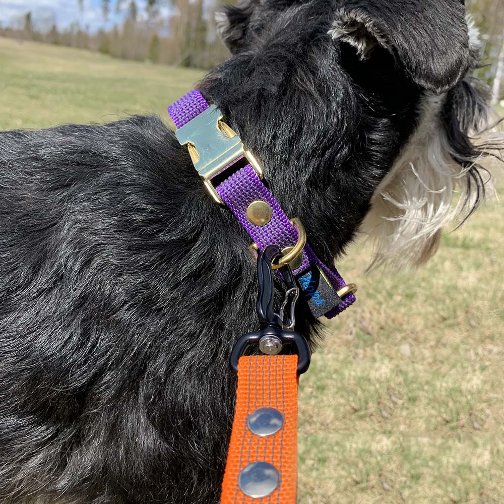 Kops hundhalsband - 5