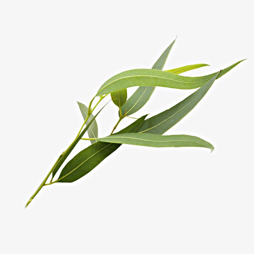 Eukalyptus 50 ml - hydrolat för nosework - 3
