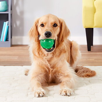 JW Squeaky ball