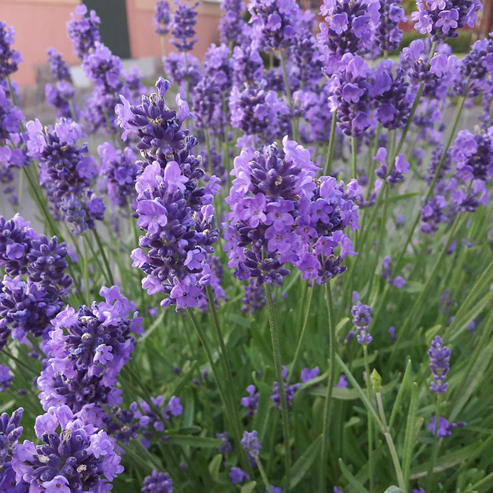 Scent lavender for nosework 50 ml - 2