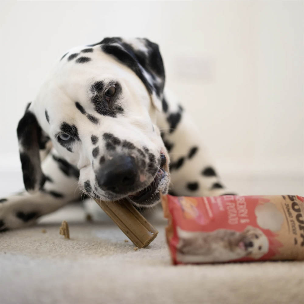Soopa jumbo dental sticks large grain free chewing for dog