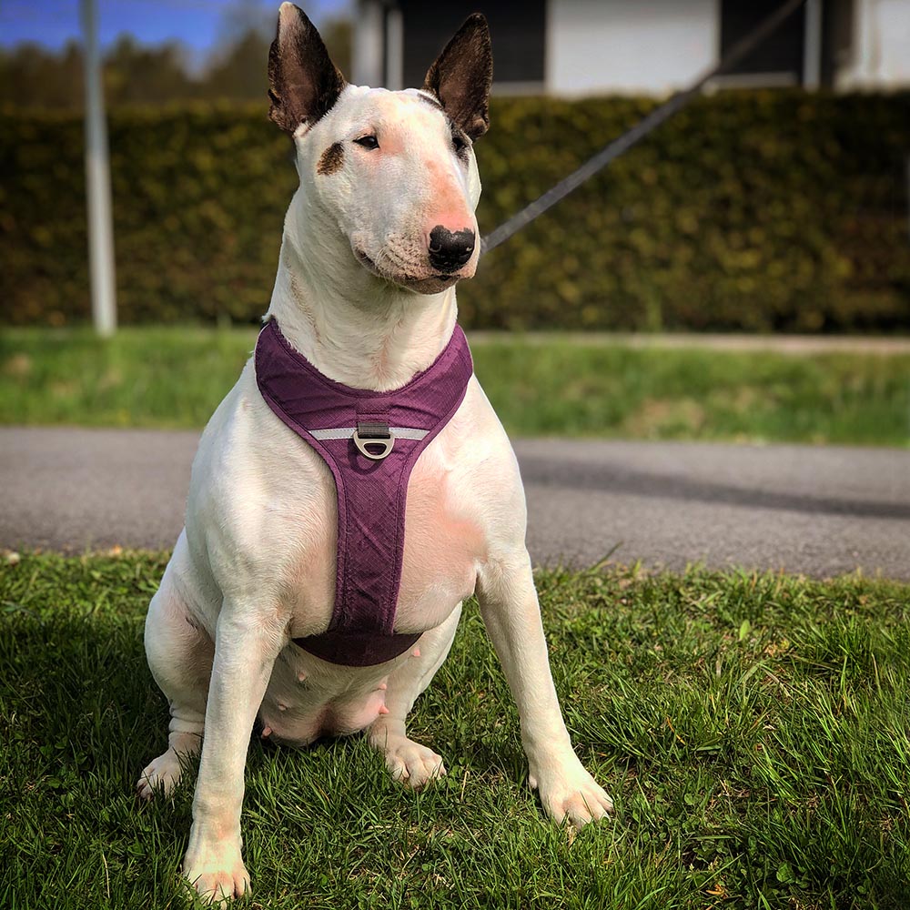 Dog Copenhagen Comfort walk pro harness