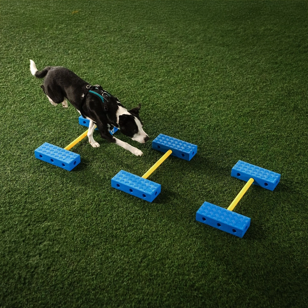 Cavaletti dog training FitPAWS FitKinect