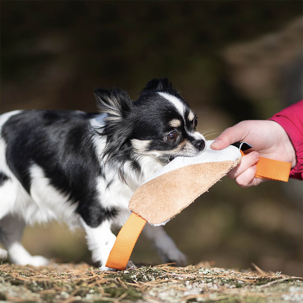 SportK9 Cutie kampleksak av läder. till valp