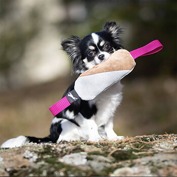 Cutie small dog tog from SportsK9