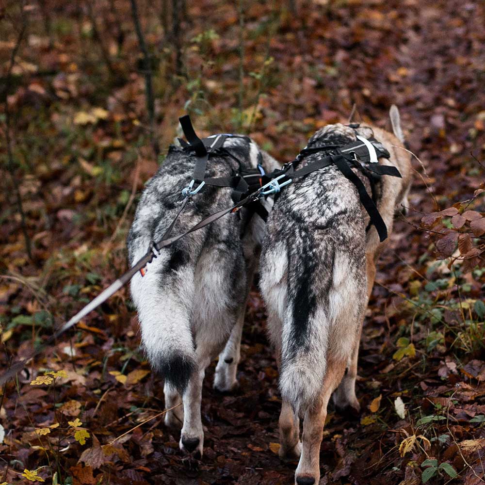 Y-koppel dubbelkoppel till hund
