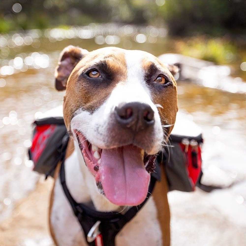 EzyDog Klövjeväska för hund - 5