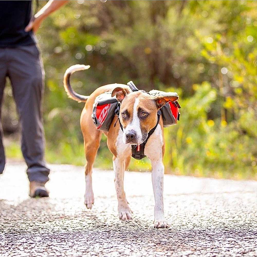 EzyDog Klövjeväska för hund - 3