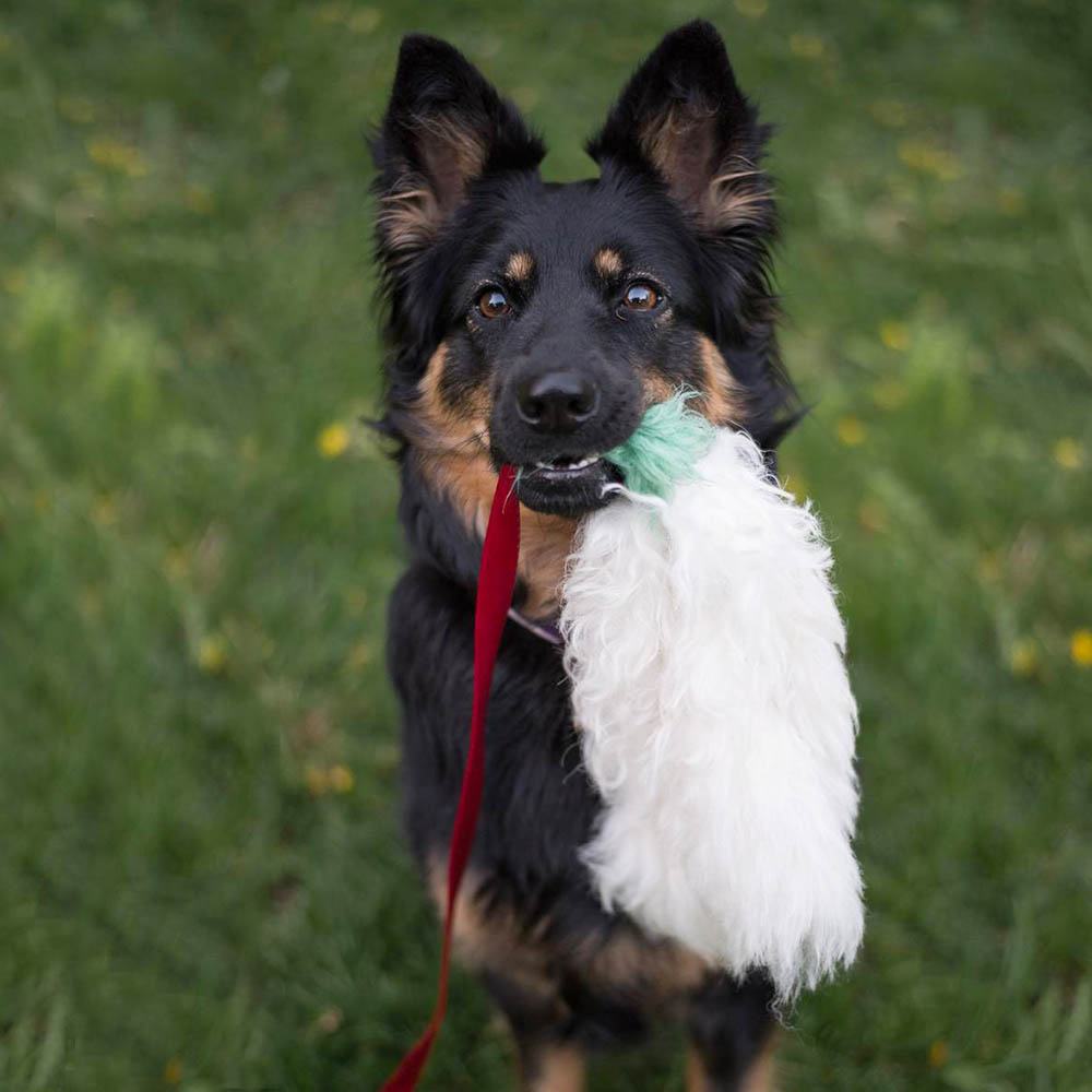Dog toy från Doggie-Zen for fun chasing games
