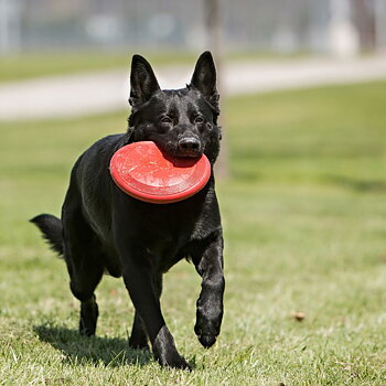 Kong flyer - frisbee till hund