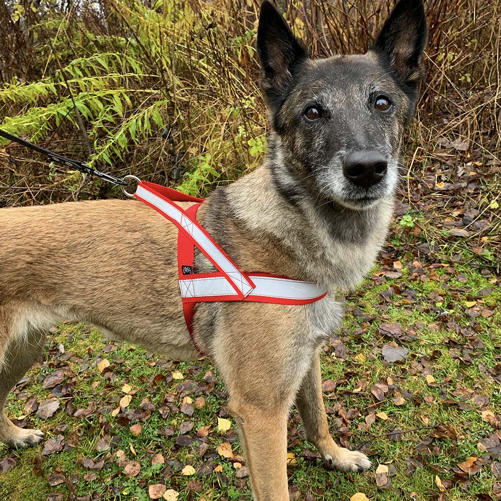 Reflexsele till hund från Alac sverige