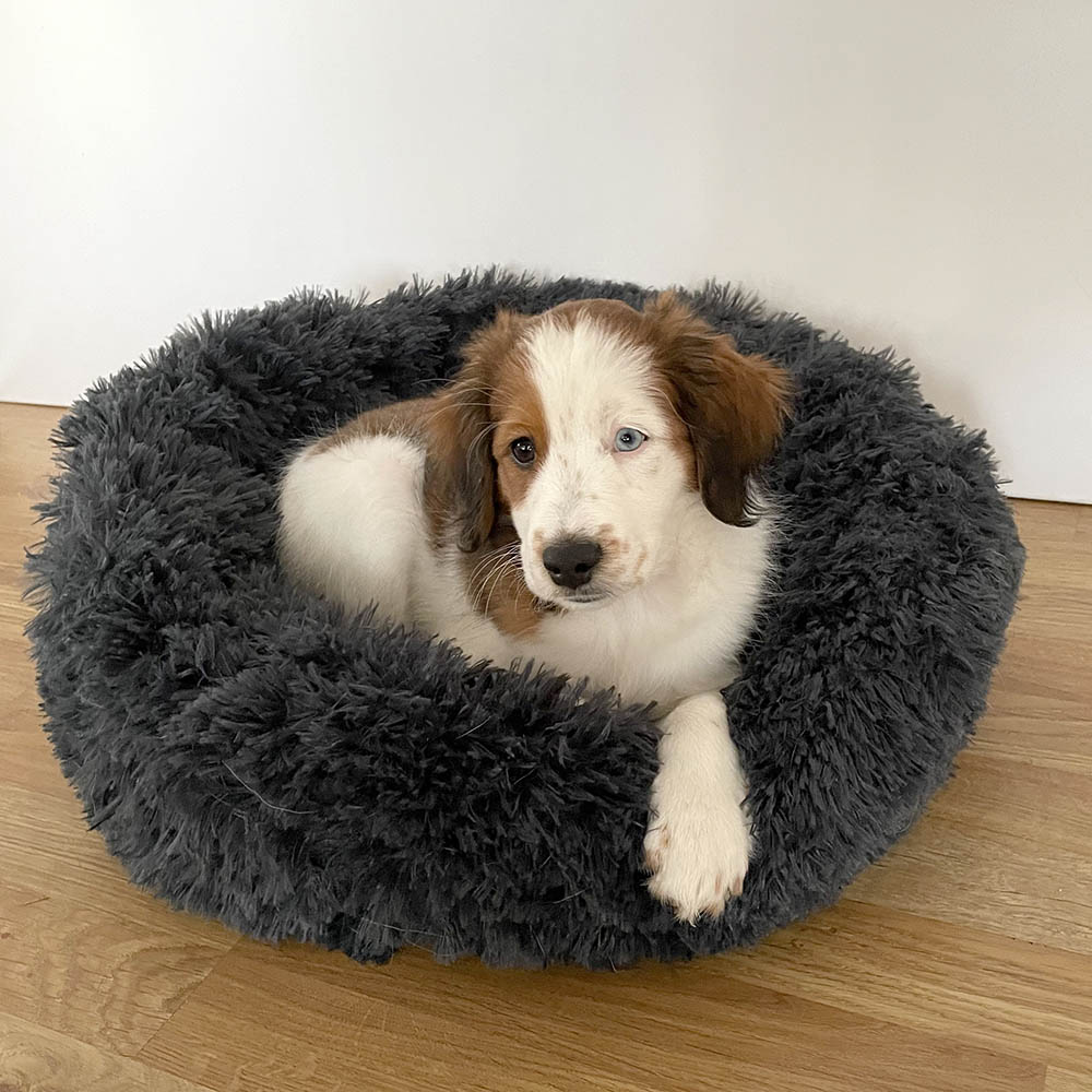 Black and grey dog shop bed