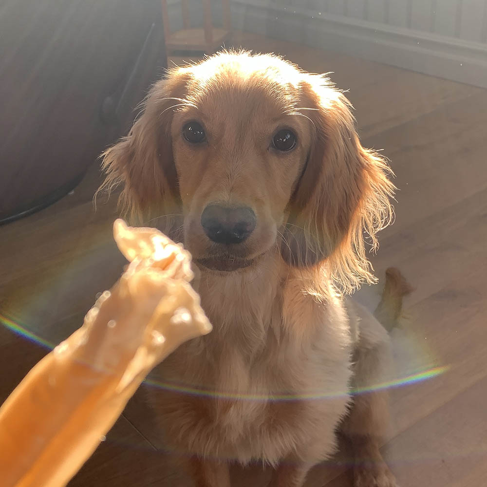 Kerotugg hundben tuggben hund tillverkad av älg sverige