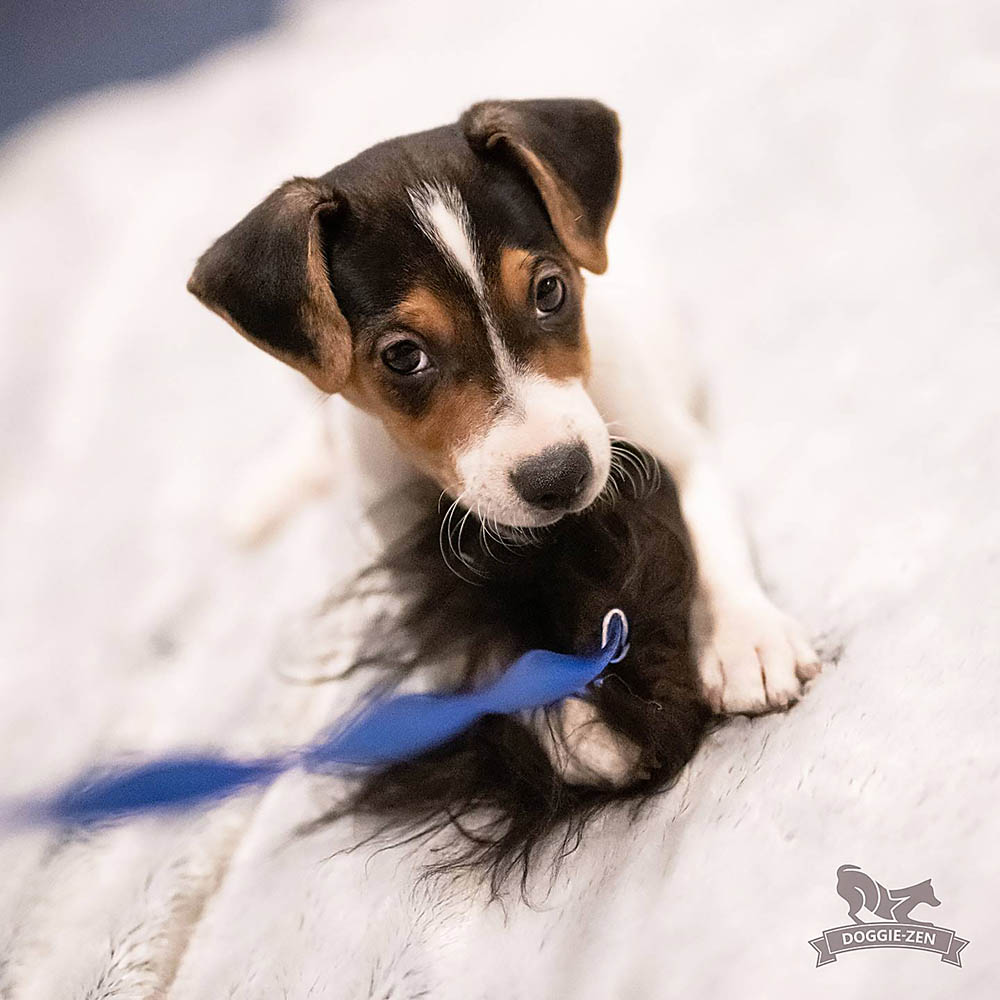 Rolig hundleksak för den lilla hunden Doggie-Zen