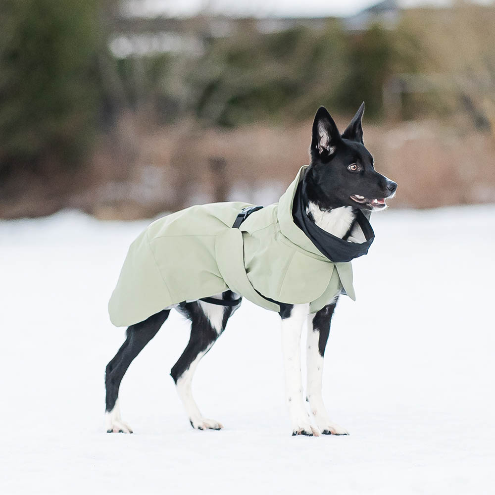 Hundtäcke till stor hund