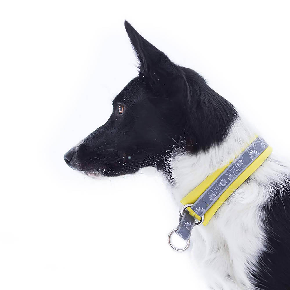 Vadderat hundhalsband från FinNero