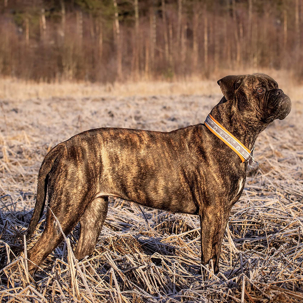 Hundhalsband som är mjukt och vadderat