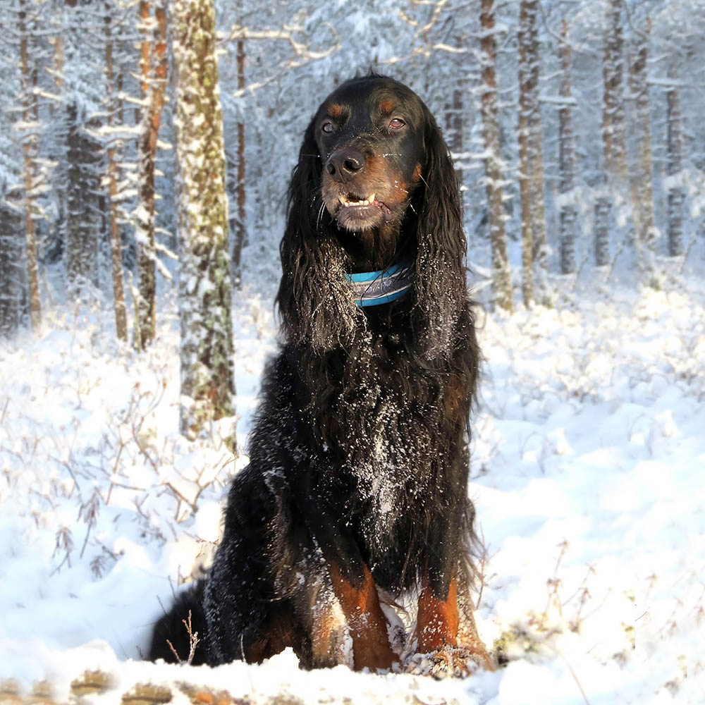 reflexhalsband hund