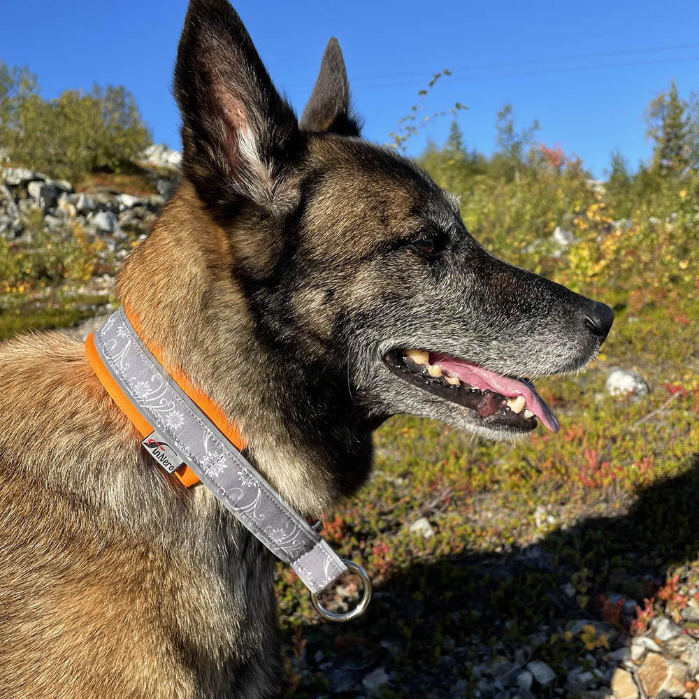 Mjukt hundhalsband halvstryp vadderat 