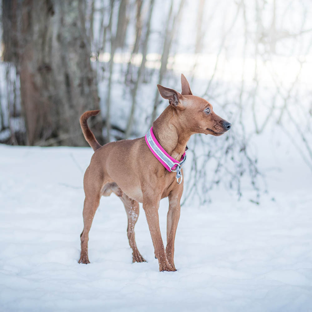 Snow vadderat hundhalsband - 4