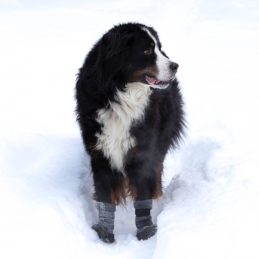 Halla lux hundskor 2-pack - 2