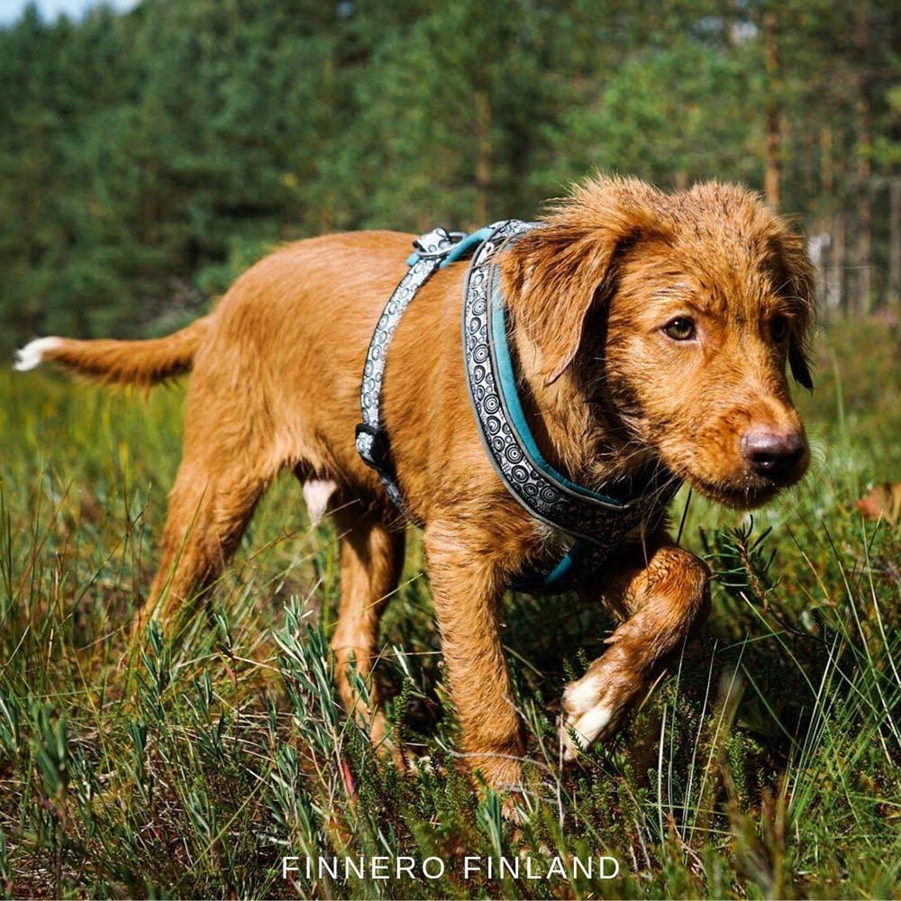 Ocean sport hundsele - 14