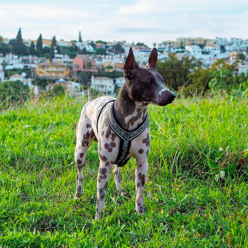 Mjuk ergonomisk hundsele från FinNero