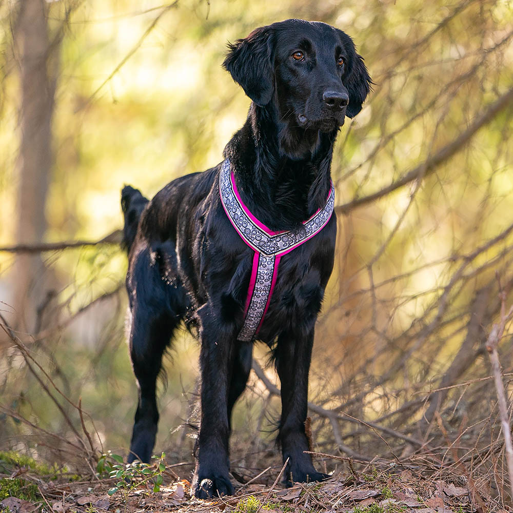 Ocean sport hundsele i rosa orange svart eller turkos