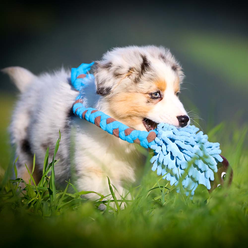 Tug-of-war hedgehog - 2