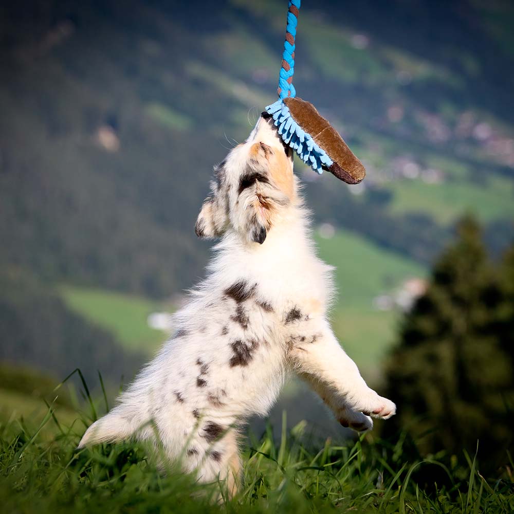 Tug-of-war hedgehog - 5