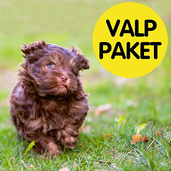 Vad behöver man till en hundvalp?