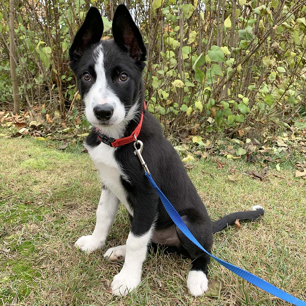 Kit with all the things your dog need