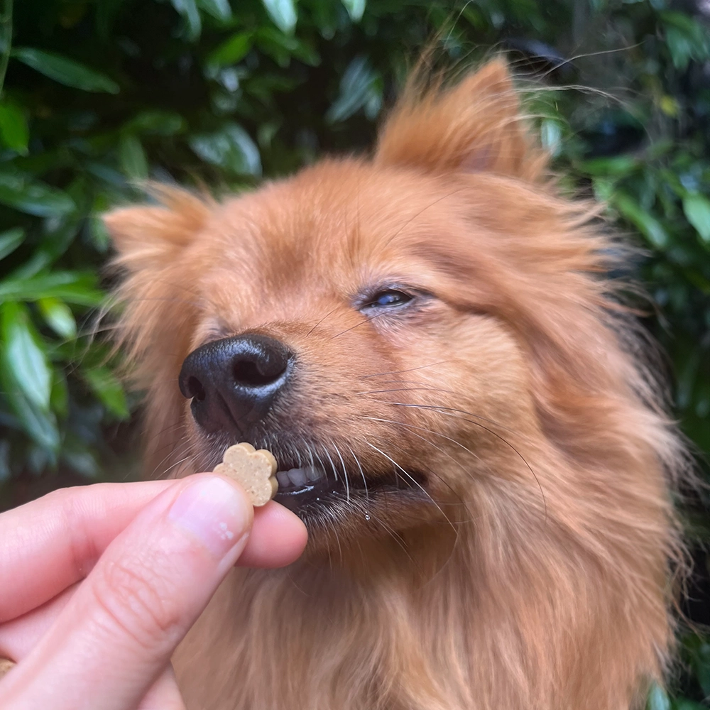 dog treat Soopa mini bites