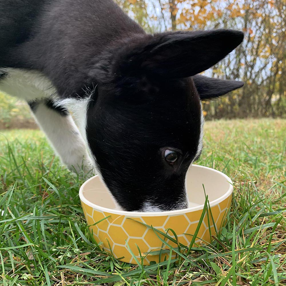 Beco pets bambpp bowl for dogs and cats