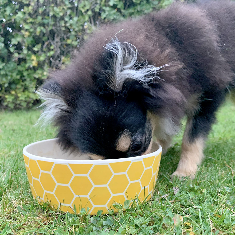Eco friendly dog food bowl from Beco Pets
