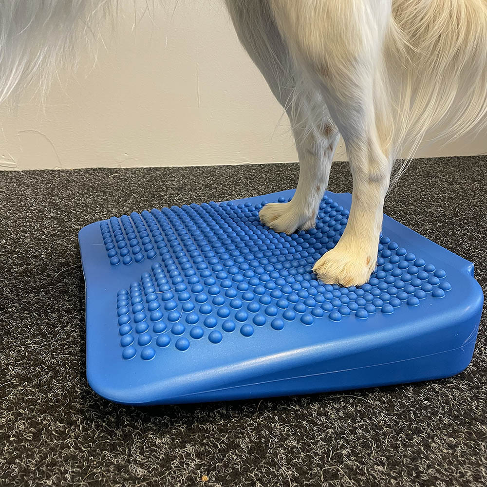 Balanskil till hund hundträning balansboll