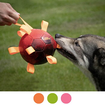 Dog Comets Hypernova