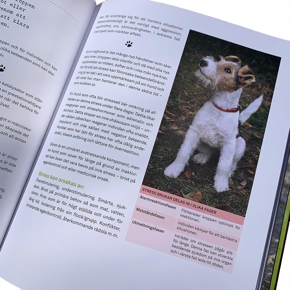 The young dog - 2