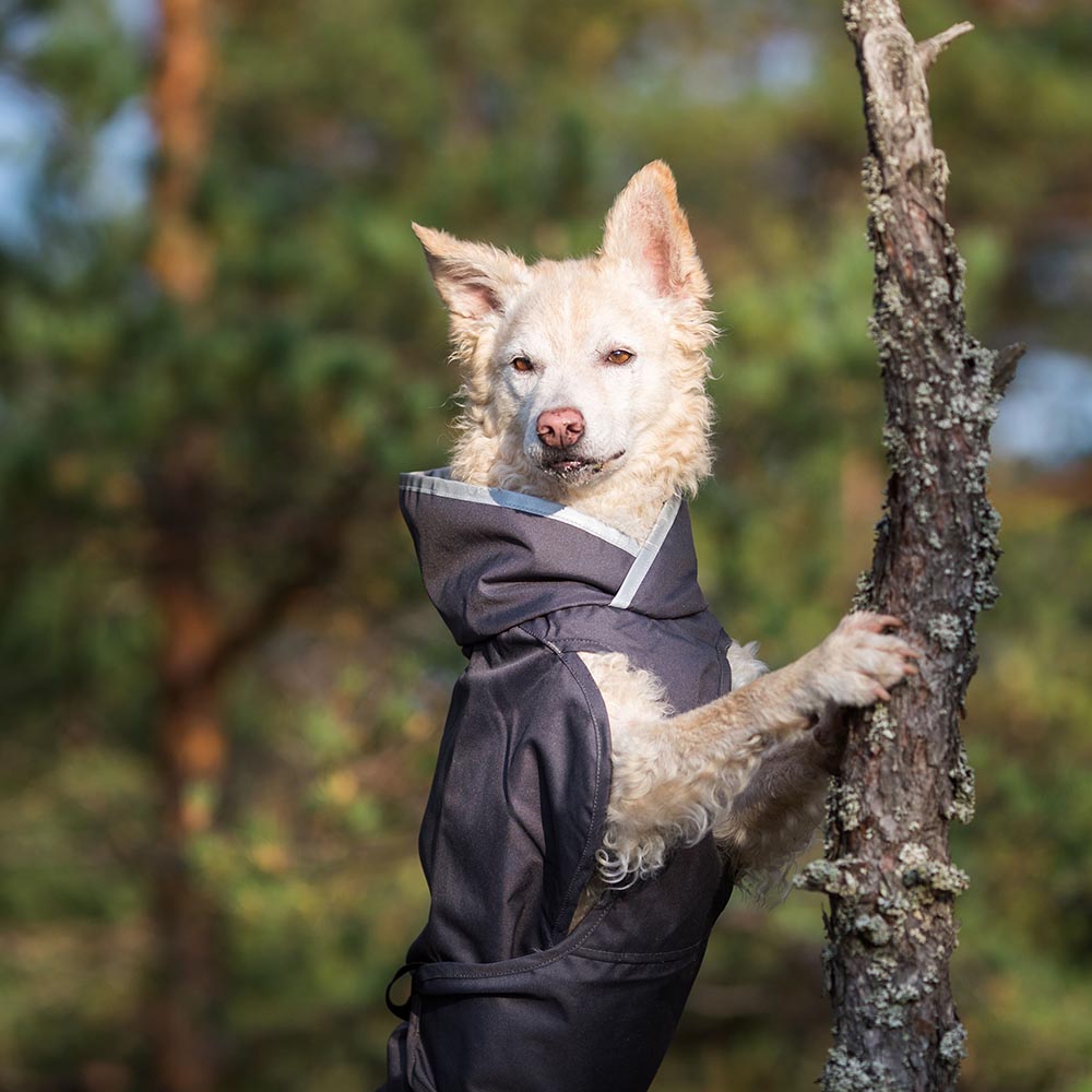 regnjacka hund från Pomppa 