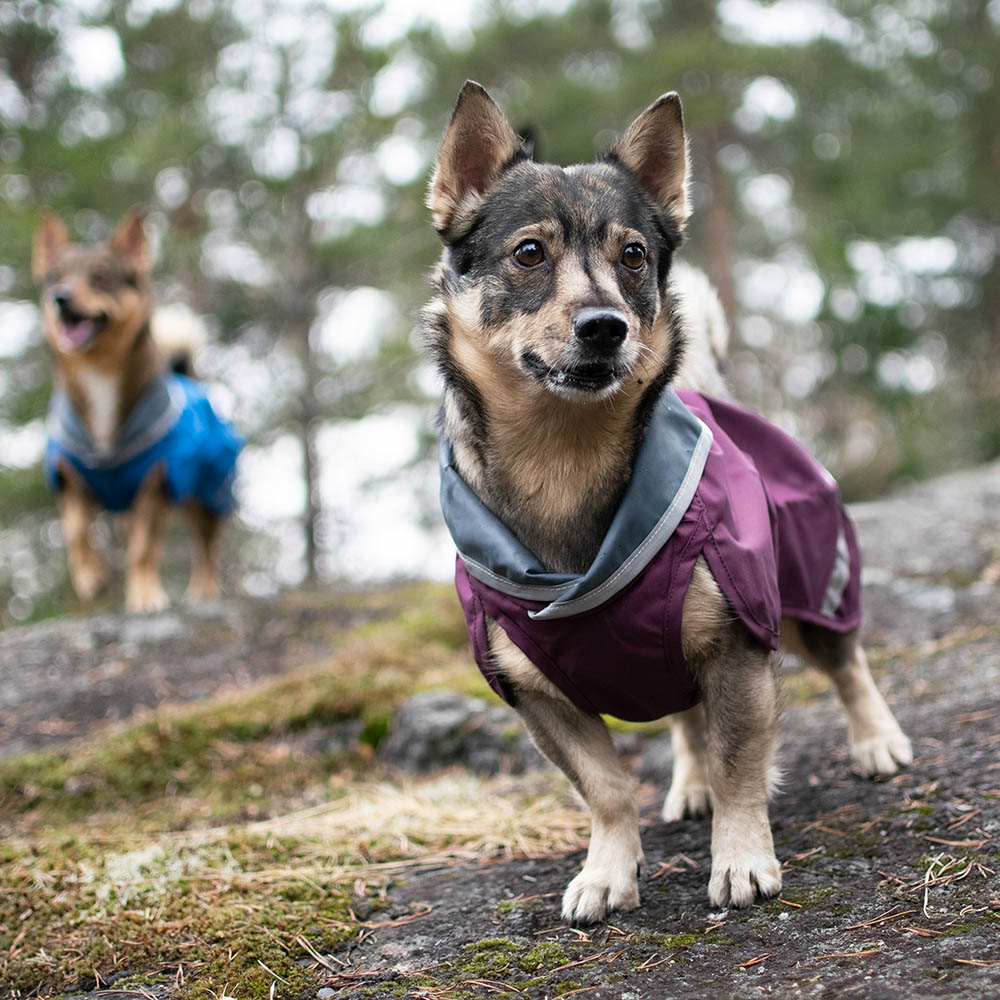 Pomppa sade regntäcke till hund