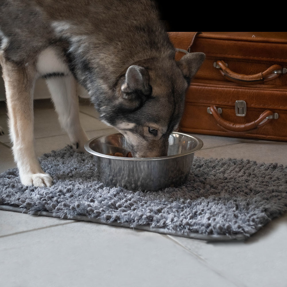 Royal dry underlägg till vattenskål hund