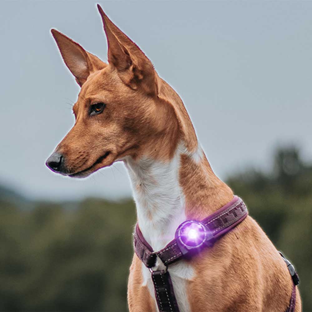 Lampe de sécurité Orbiloc Dog collier lumineux - MyDogSociety
