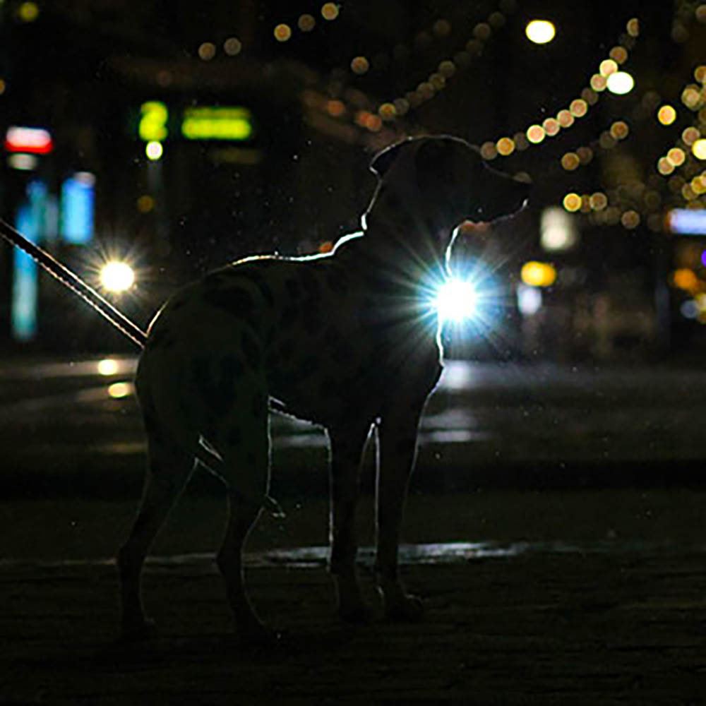 Orbiloc - safety light dog - 5