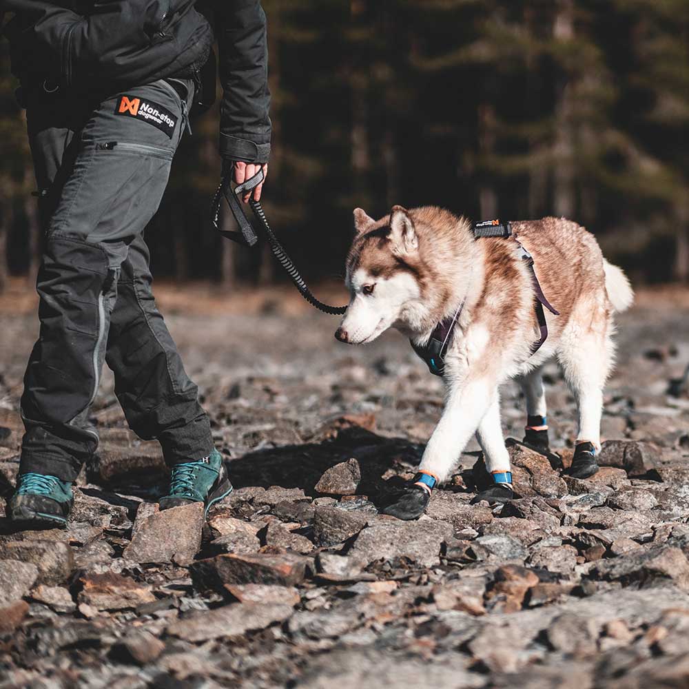 Non-Stop hundsko till draghund