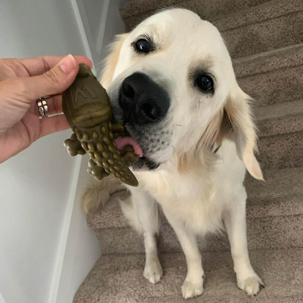 WHIMZEES krokodil till hund tuggben 