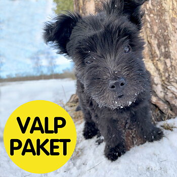Kit med saker som din hundvalp behöver