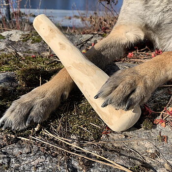 Ruffwood chewing bone dog 